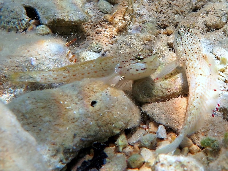 Gobius incognitus (M. Kovacic and R. anda, 2016) vs. Gobius bucchichi (Steindachner,1870)